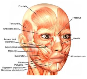 muscles du visage